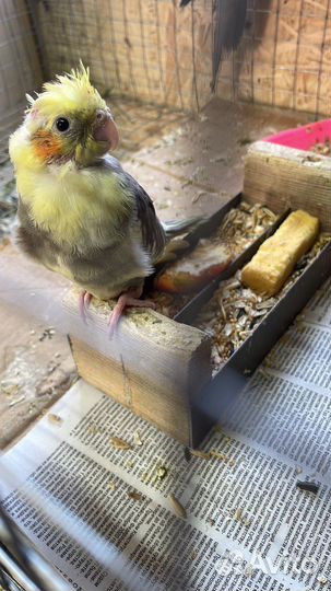 Попугай птенец