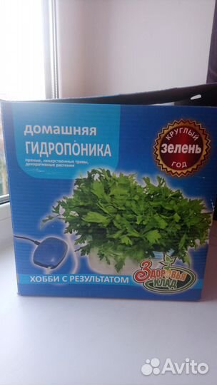 Гидропоника