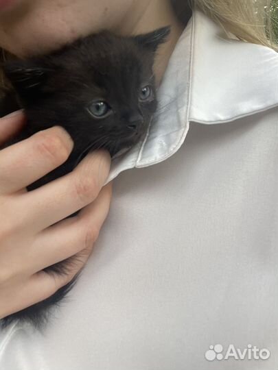 Черный британский котик