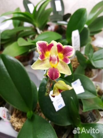 Орхидея фаленопсис бабочка Sogo G, пелор, сортовые