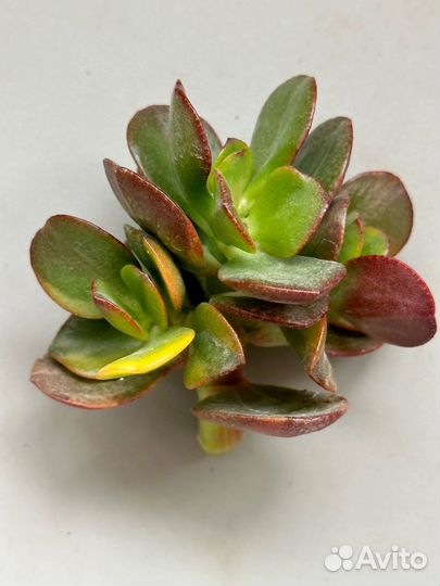 Крассула минор вариегата