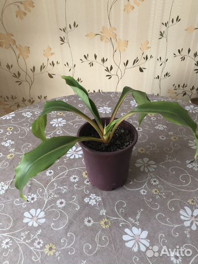 Хлорафитум Оранж