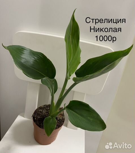 Стрелиция Николая