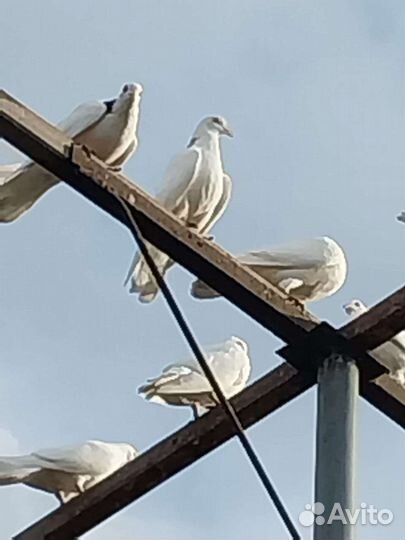 Продажа голубь гривун