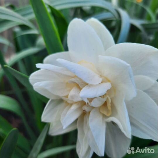 Луковицы нарциссов