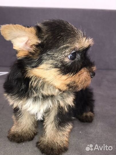 Йоркширский терьер