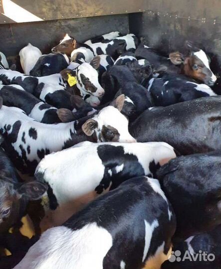 Телята бычки