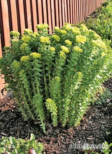 Радиола розовая (золотой корень)