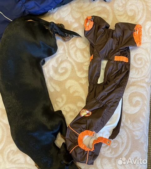 Комбинезон для таксы