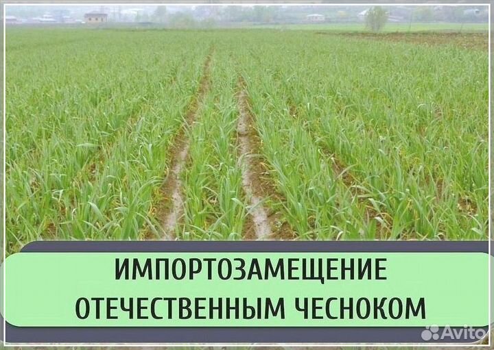 Ищу инвестора в с/х. Доход до 50%