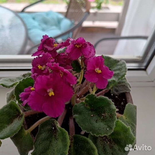 Фиалки сортовые