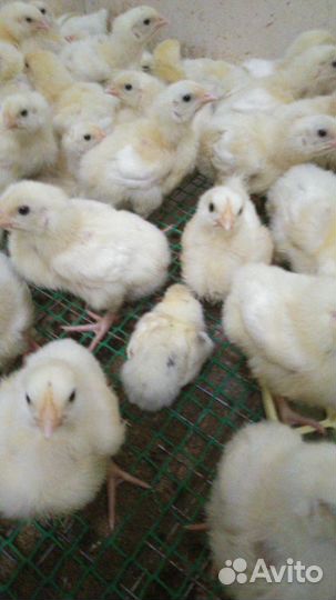 Инкубационное яйцо