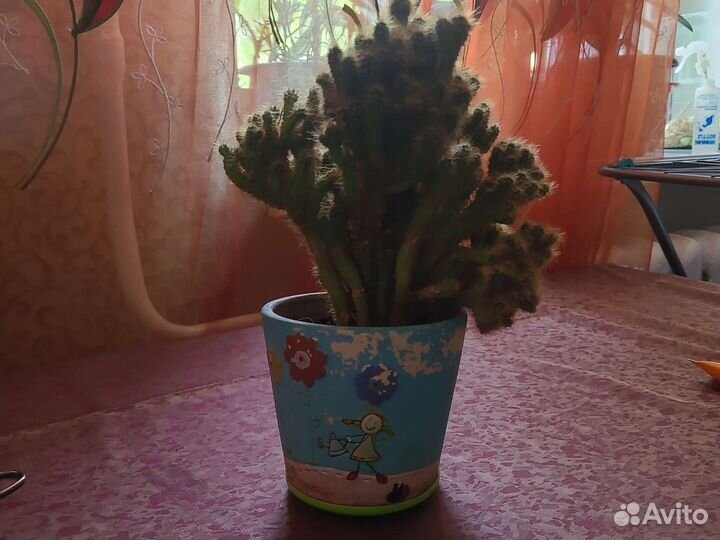 Мягкий кактус