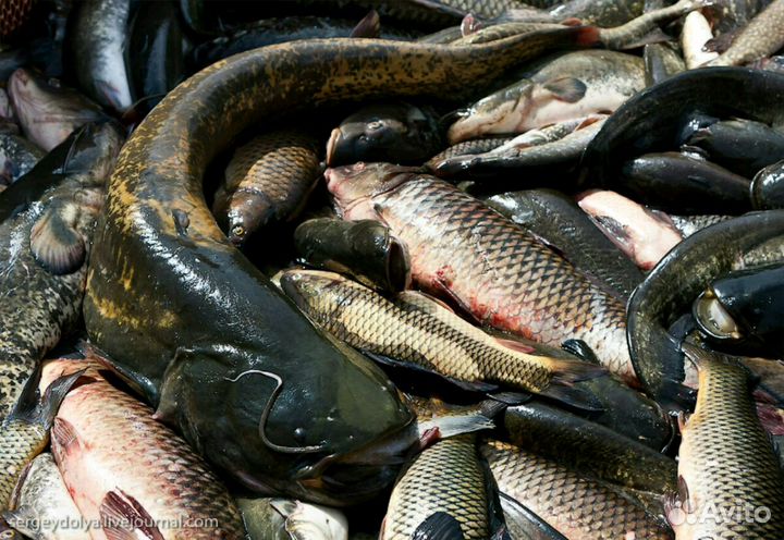 Свежая рыбка