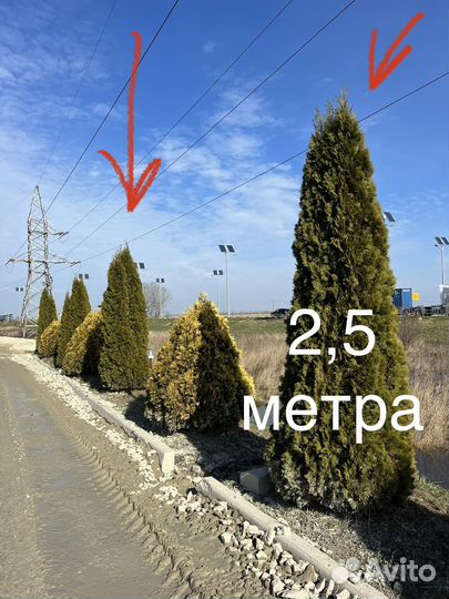 Туя Смарагд крупномер