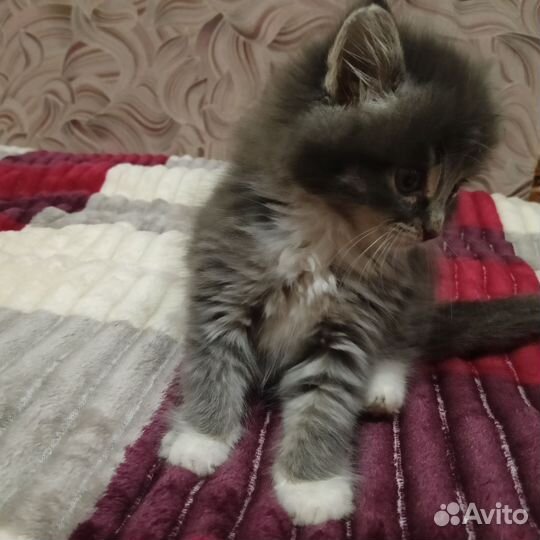 Кошечка в дар