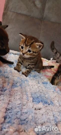 Британчики