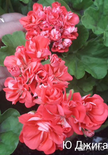 Та Изабелла