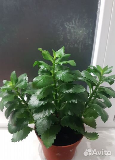 Комнатные растения цветы