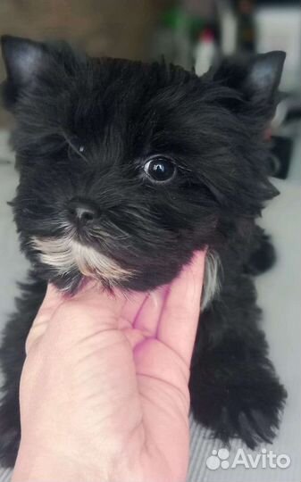 Йоркширский терьер