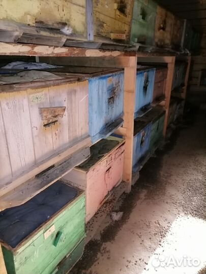 Пчелосемьи и пчелопакеты