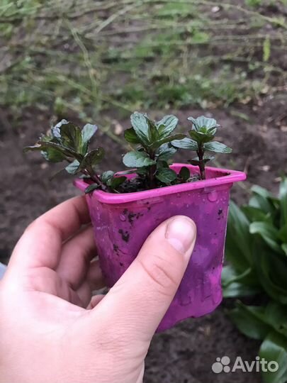 Мята перечная и мелисса