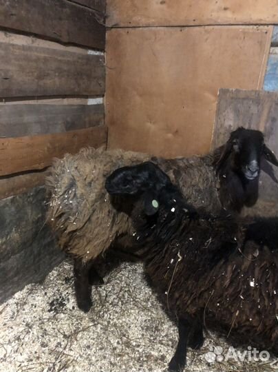 Курдючный баран на племя