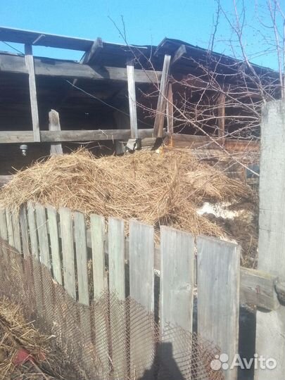 Обьедья и навоз