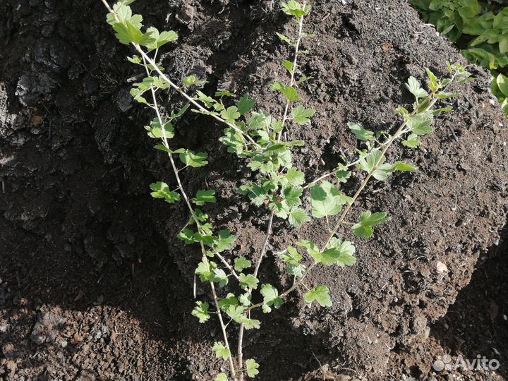 Саженцы крыжовника