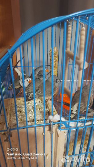 Певчие птицы амадины зебровые