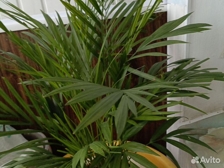 Пальма Areca dipsis, высота 101см