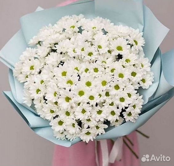 Хризантема Цветы Доставка