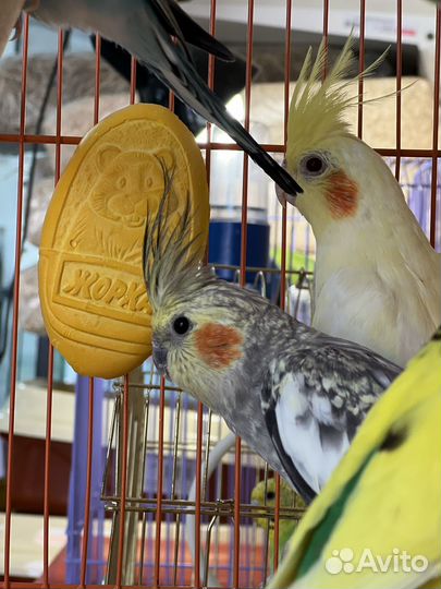 Попугай корелла