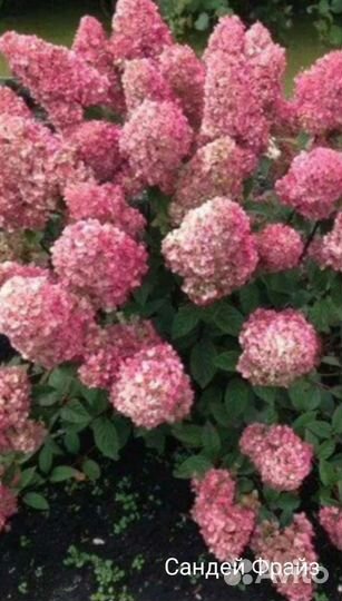 Сандей Фрайз, Лайм лайт, Грандифлора