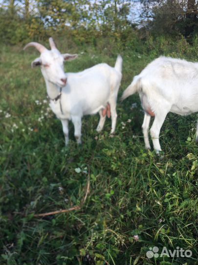 Зааненская коза