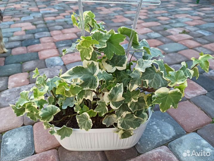 Плющ (хедера) белая вариегатность