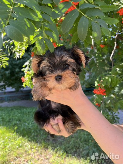 Йоркширский терьер