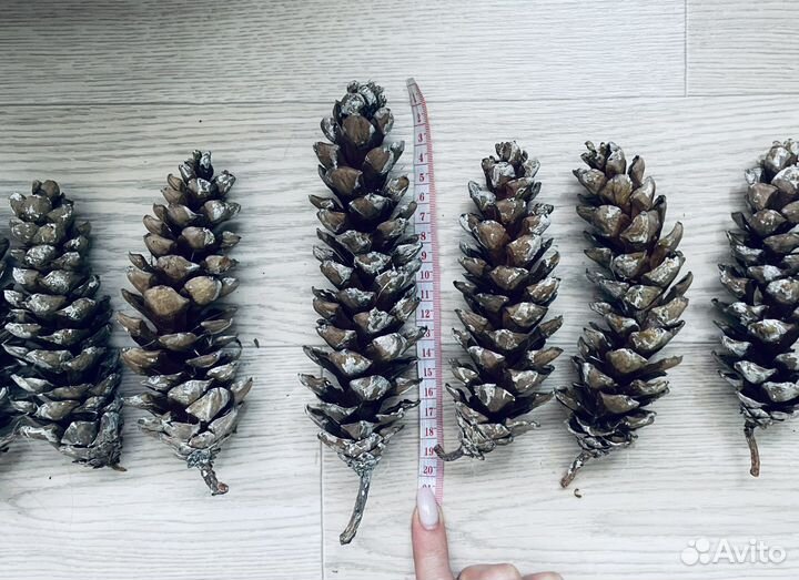 Шишка сосны Веймутова
