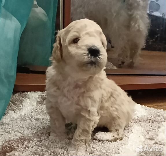 Карликовый пудель