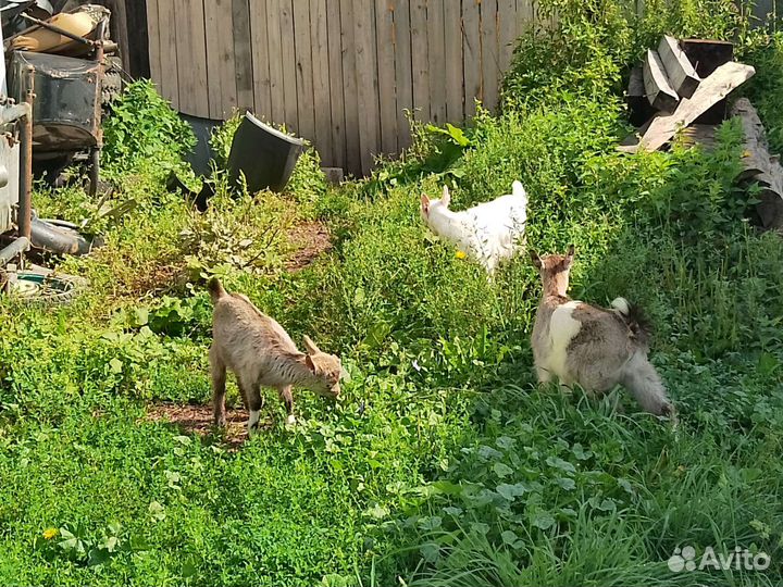 Коза и козлята