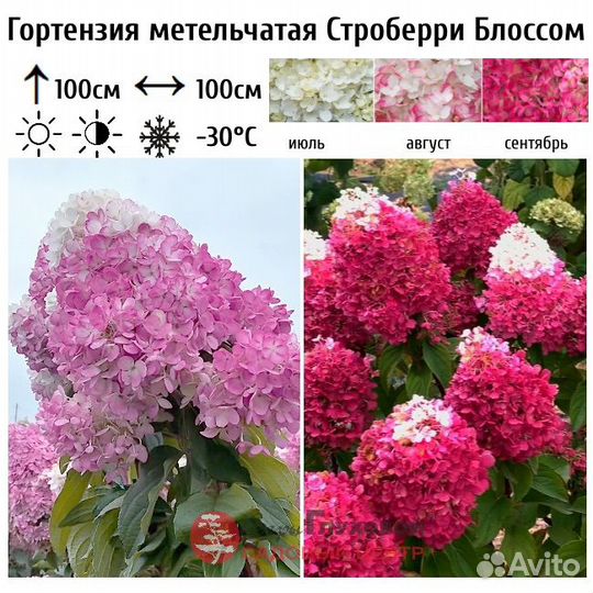 Гортензия строберри блоссом