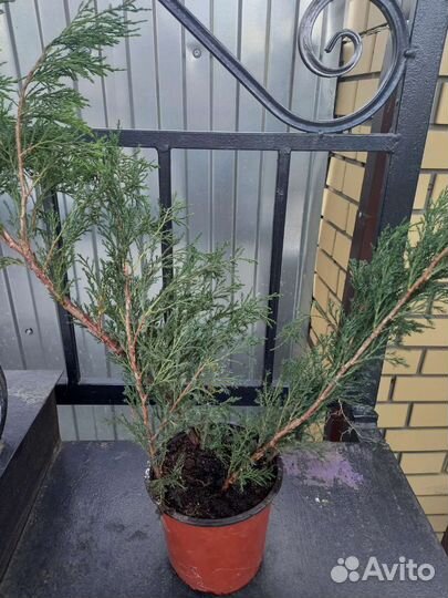 Можжевельник казацкий