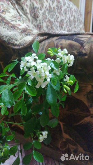 Мурайя метельчатая