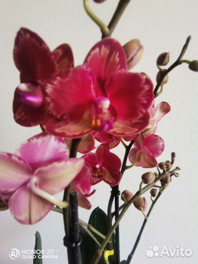 Орхидея фаленопсис интрига