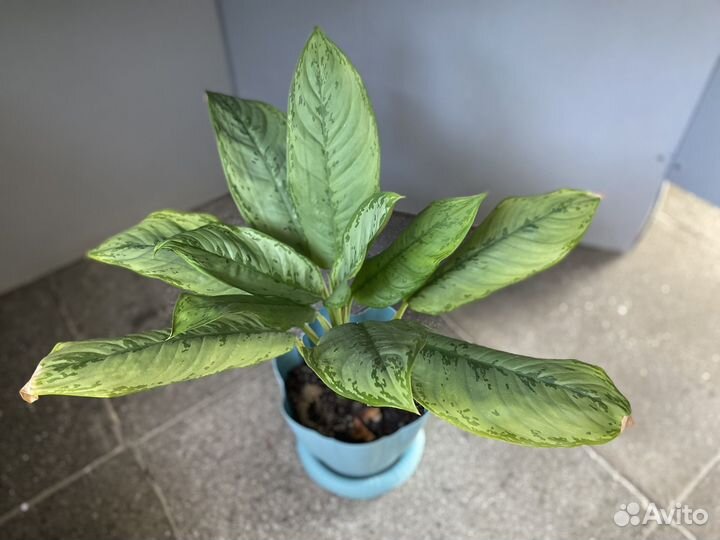 Диффенбахия