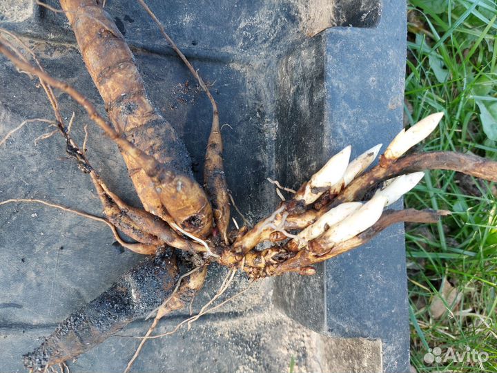 Пион ранний махровый