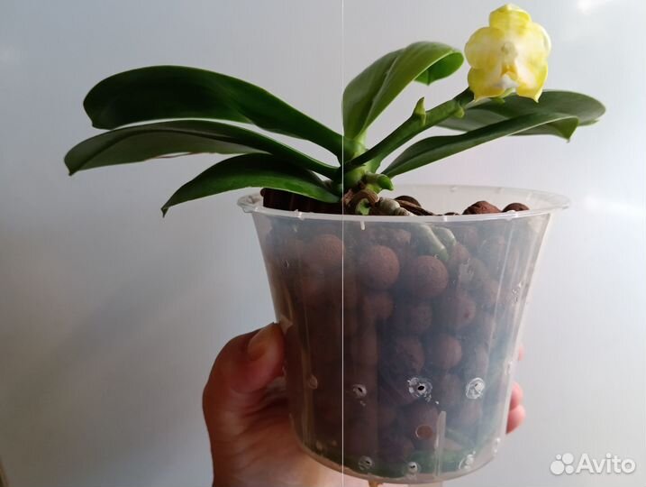 Орхидея Фаленопсис Mituo Миту