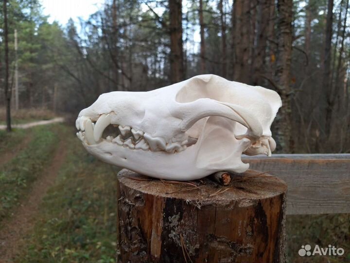 Череп волка