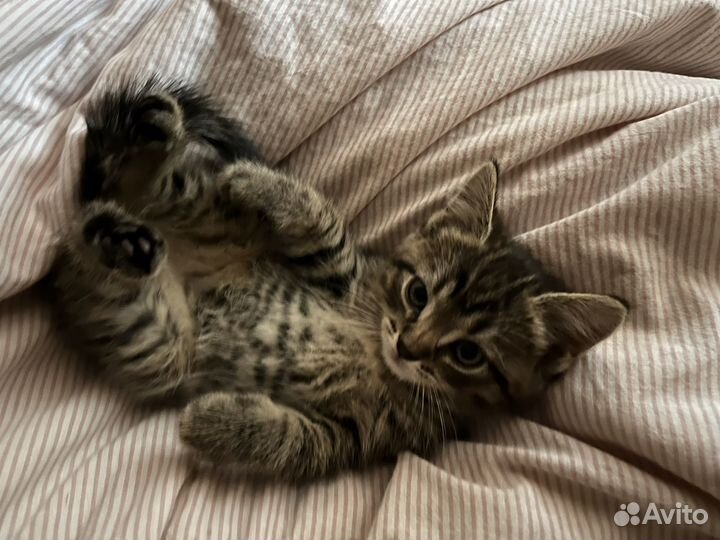 Котята