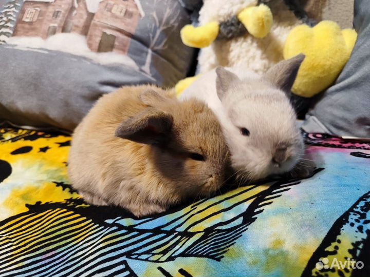 Декоративные карликовые крольчата